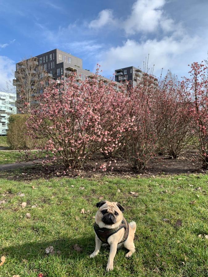 Cute Pug Guest Room Köpenhamn Exteriör bild