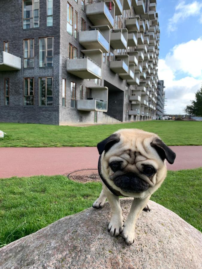 Cute Pug Guest Room Köpenhamn Exteriör bild